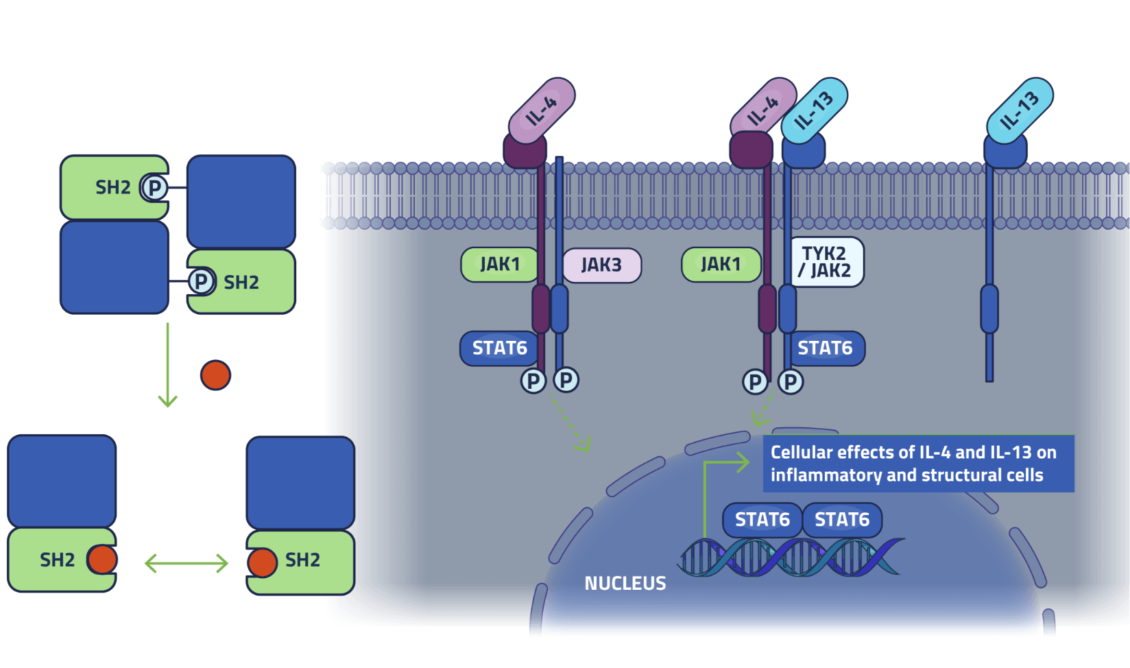 STAT6 Image