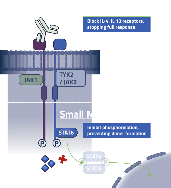 QuantX STAT6 antibodies Illustration